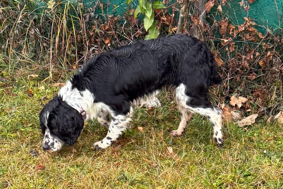 Fundmeldung Hund Weiblich Saint-Jorioz Frankreich