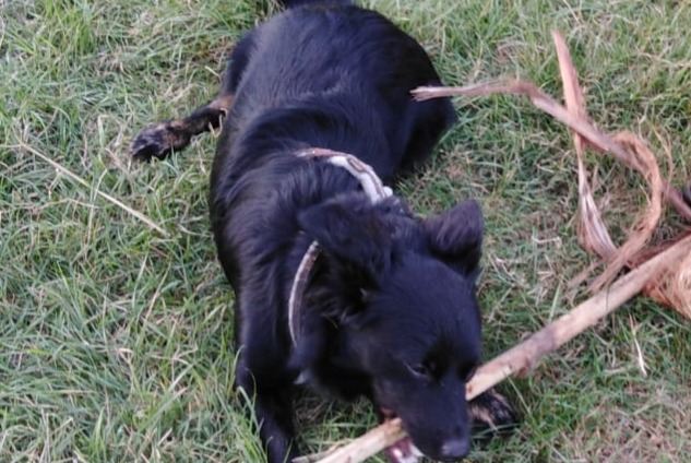 Vermisstmeldung Hund  Männliche , 4 jahre Hyères Frankreich