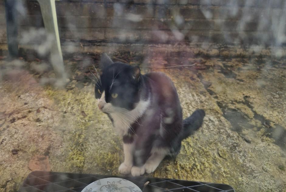 Fundmeldung Katze Unbekannt Ottignies-Louvain-la-Neuve Belgien