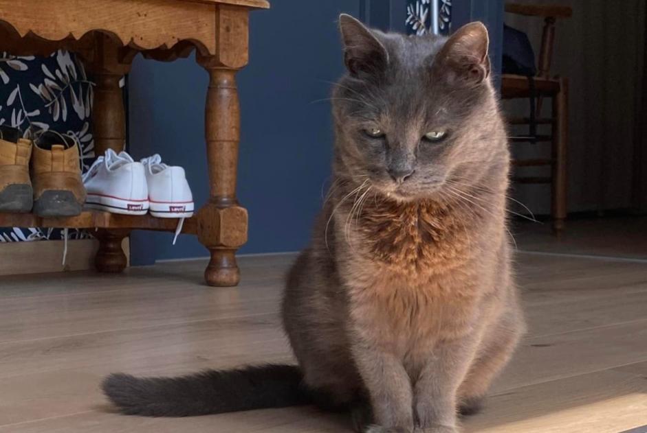 Vermisstmeldung Katze rassenmischung Männliche , 12 jahre Quévy Belgien