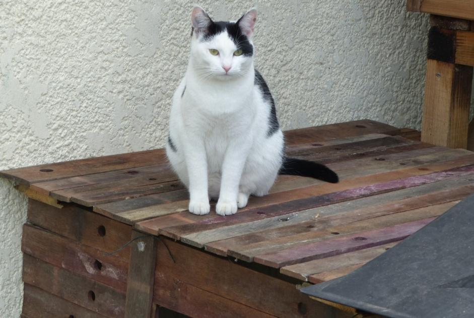 Vermisstmeldung Katze  Weiblich , 7 jahre Blaignan Frankreich