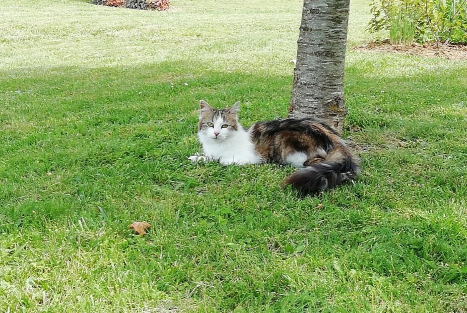 Vermisstmeldung Katze Weiblich , 7 jahre Voulton Frankreich