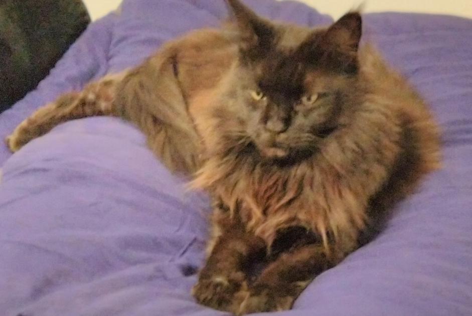 Vermisstmeldung Katze  Weiblich , 11 jahre Le Beausset Frankreich