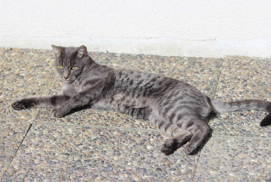 Vermisstmeldung Katze Männliche , 5 jahre Soignies Belgien