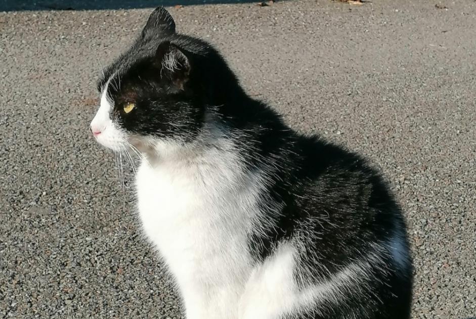 Vermisstmeldung Katze Männliche , 9 jahre Villeurbanne Frankreich