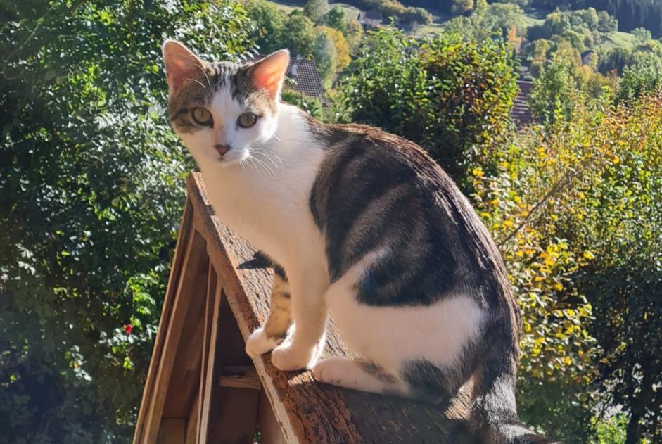 Vermisstmeldung Katze rassenmischung Weiblich , 2 jahre Arvillard Frankreich