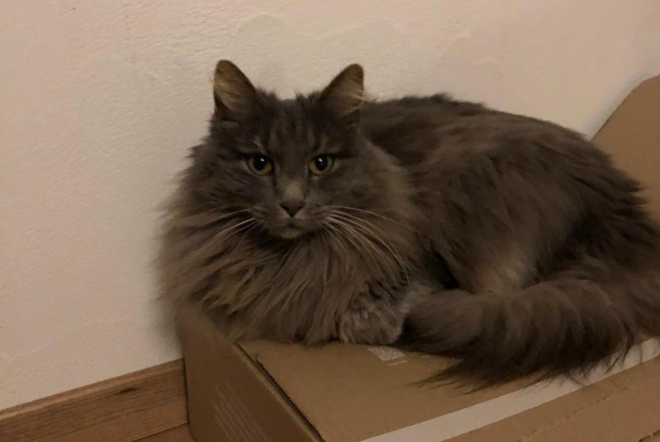 Vermisstmeldung Katze Weiblich , 11 jahre L'Abbaye Schweiz