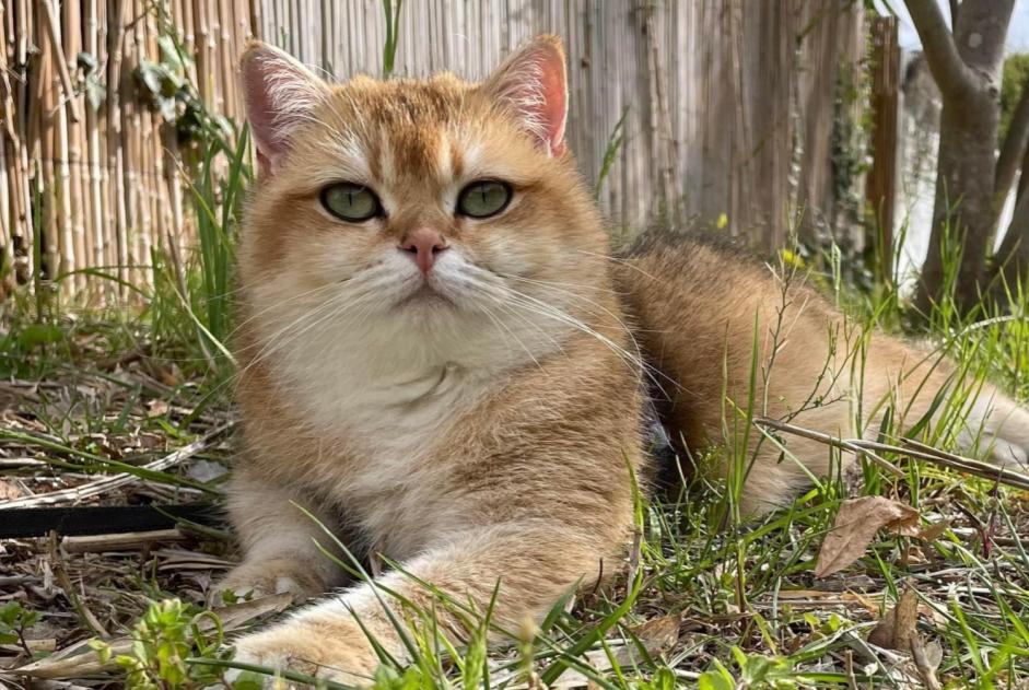 Vermisstmeldung Katze  Weiblich , 6 jahre Gigean Frankreich