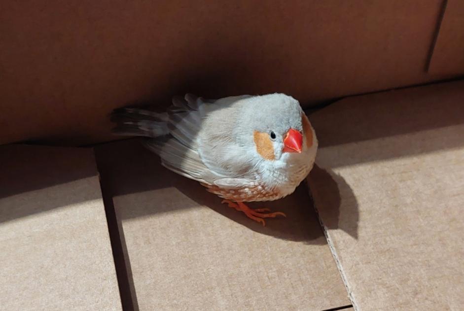 Fundmeldung Vogel Unbekannt Saint-Joachim Frankreich