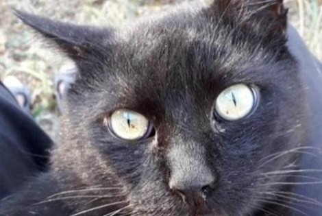 Disappearance alert Cat Male , 14 years La Devise France