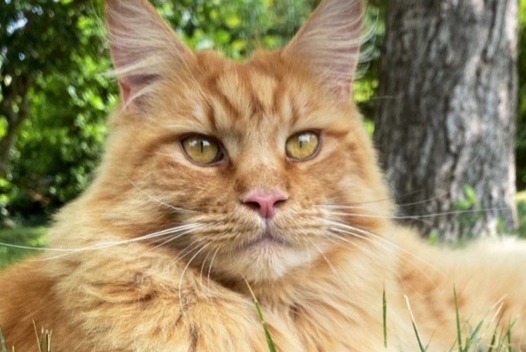 Disappearance alert Cat  Male , 5 years La Frette-sur-Seine France