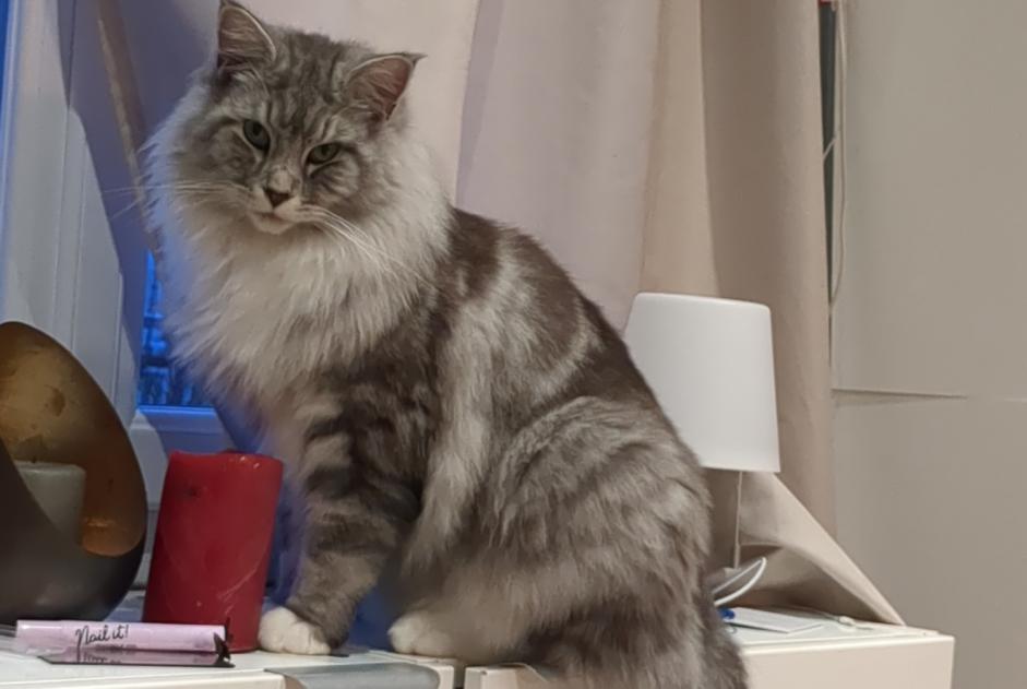 Disappearance alert Cat miscegenation Male , 3 years Sucy-en-Brie France