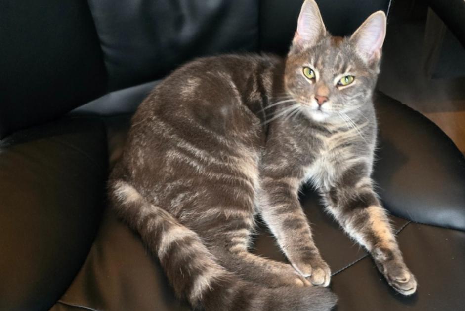 Disappearance alert Cat miscegenation Male , 2 years Hoogeveen Netherlands