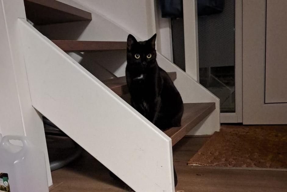 Disappearance alert Cat Female , 2 years Dronten Netherlands