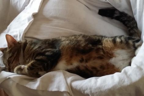 Disappearance alert Cat Female , 9 years Esvres France