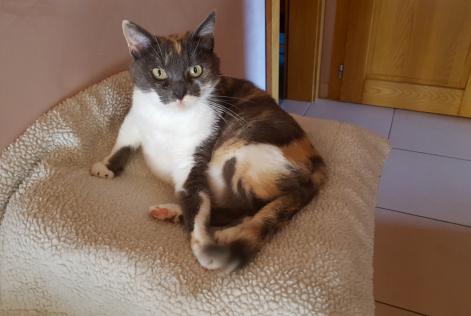 Disappearance alert Cat Female , 9 years Saulxures-lès-Nancy France