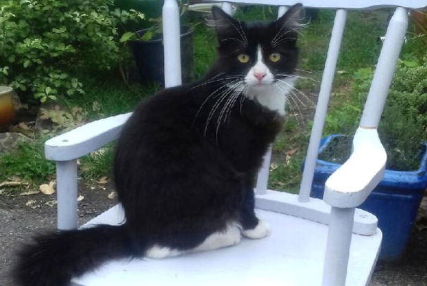 Disappearance alert Cat  Male , 5 years La Trinité-Surzur France