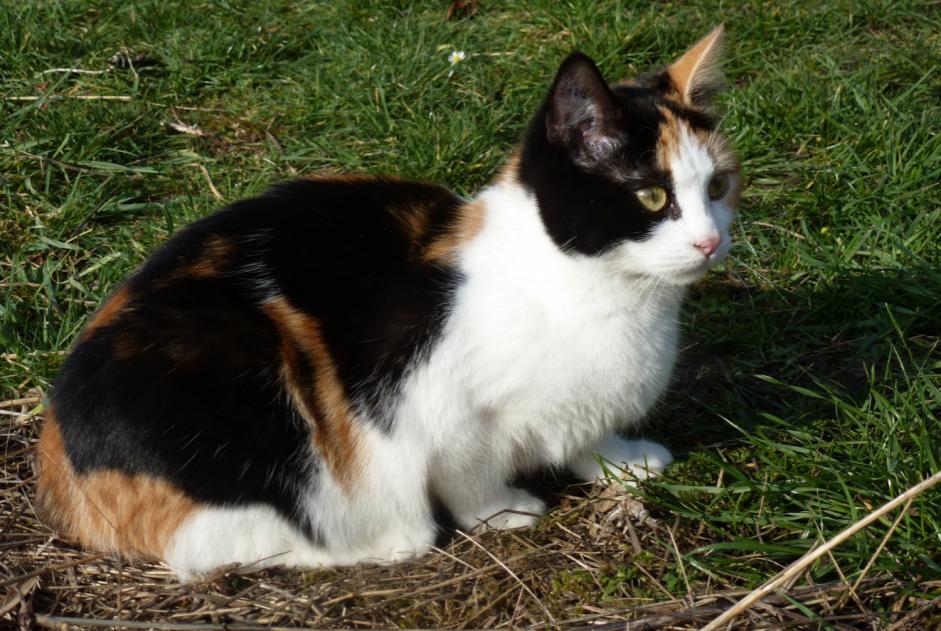 Disappearance alert Cat Female , 10 years Compiègne France