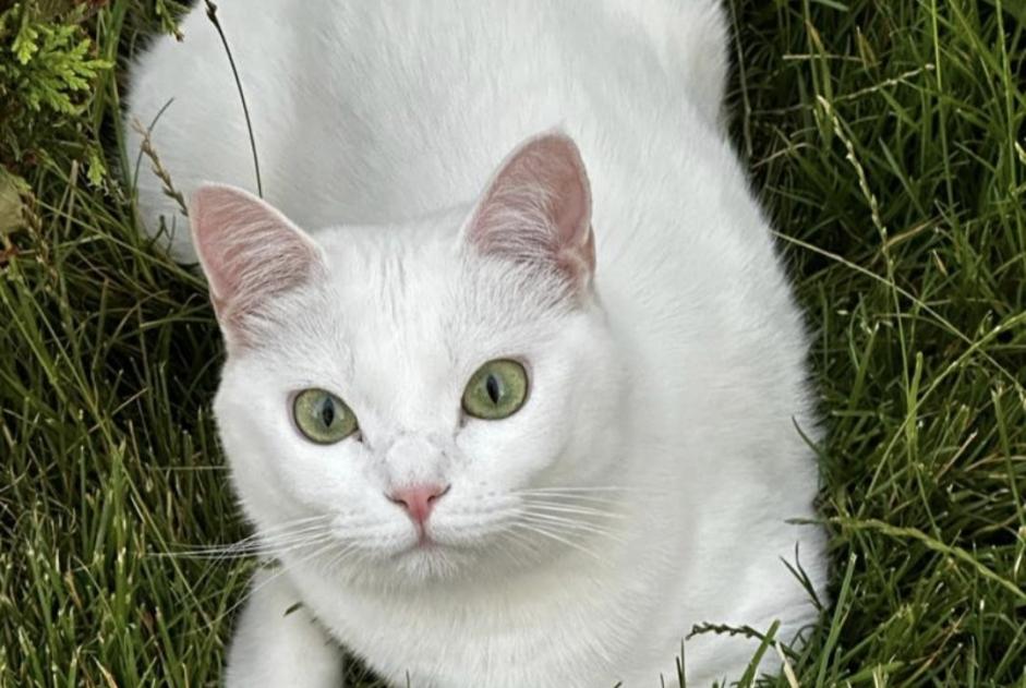 Disappearance alert Cat Female , 3 years Tremblay-en-France France