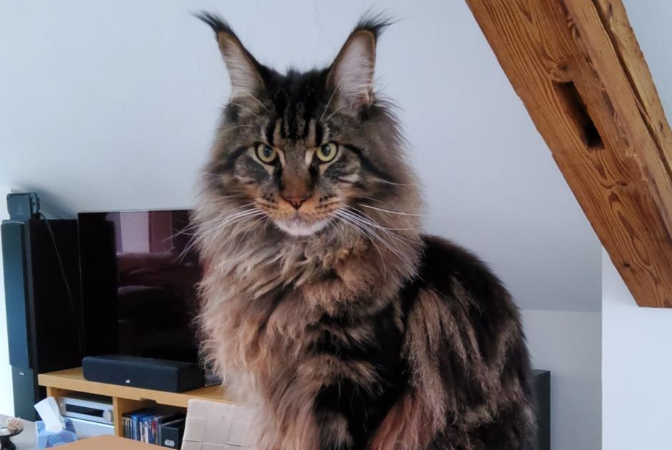 Disappearance alert Cat  Male , 1 years Onnens Switzerland