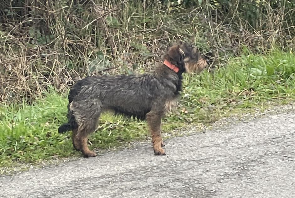 Discovery alert Dog  Unknown Chaumes-en-Retz France