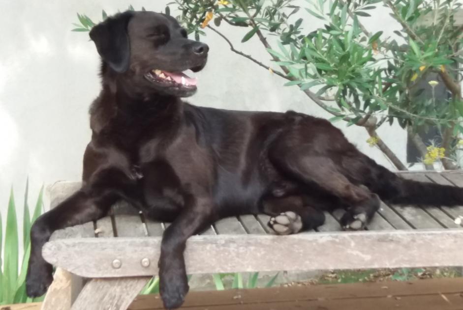 Disappearance alert Dog miscegenation Male , 13 years Marignane France