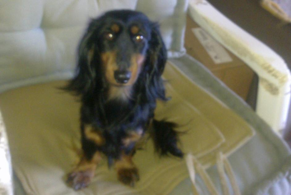 Disappearance alert Dog  Female , 14 years Le Cannet France