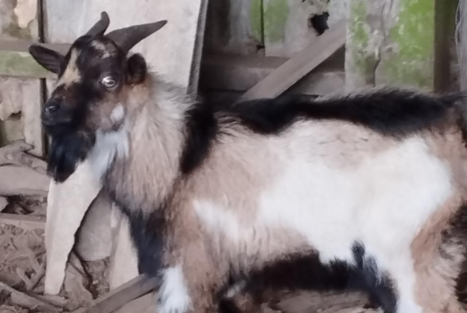 Discovery alert Goat Male Le Mené France