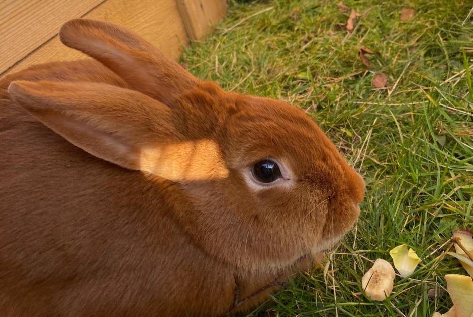 Alerta de Hallazgo Conejo Desconocido Bourg-en-Bresse Francia