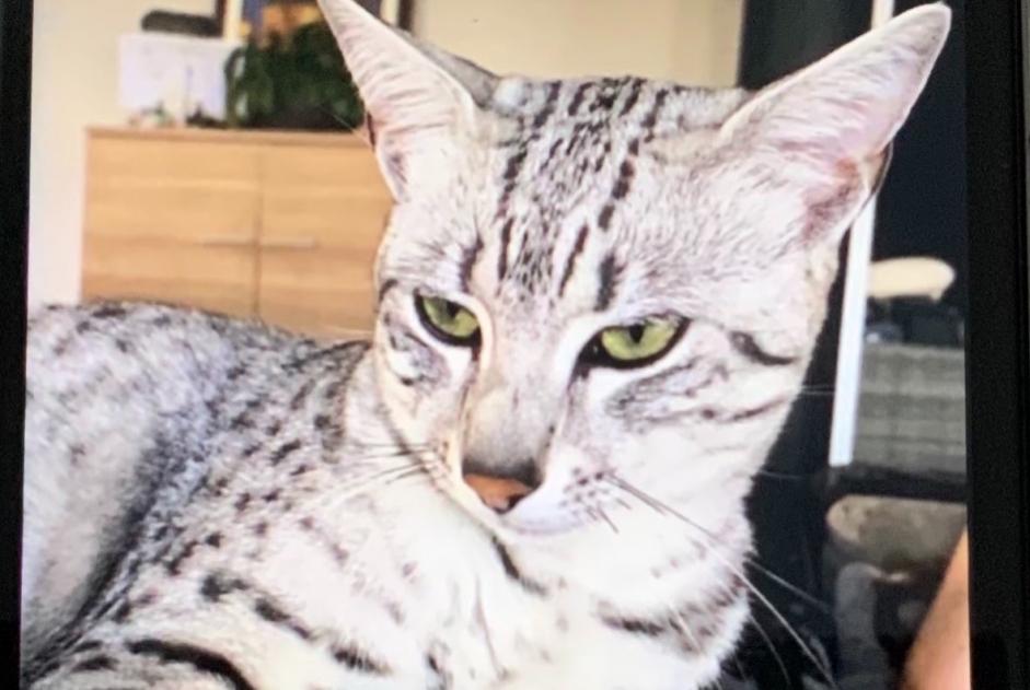 Alerta de Desaparición Gato  Macho , 5 años Montbéliard Francia