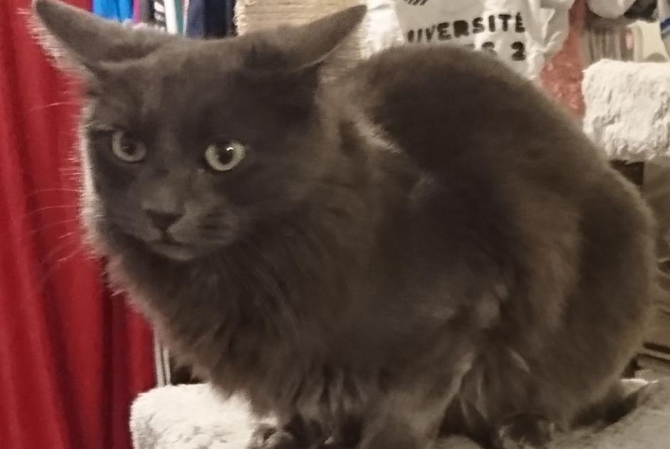 Alerta de Desaparición Gato  Hembra , 5 años Montgermont Francia