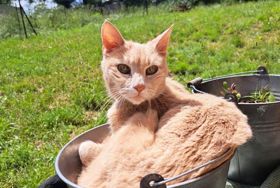 Alerta de Desaparición Gato Macho , 17 años Saint-Priest Francia