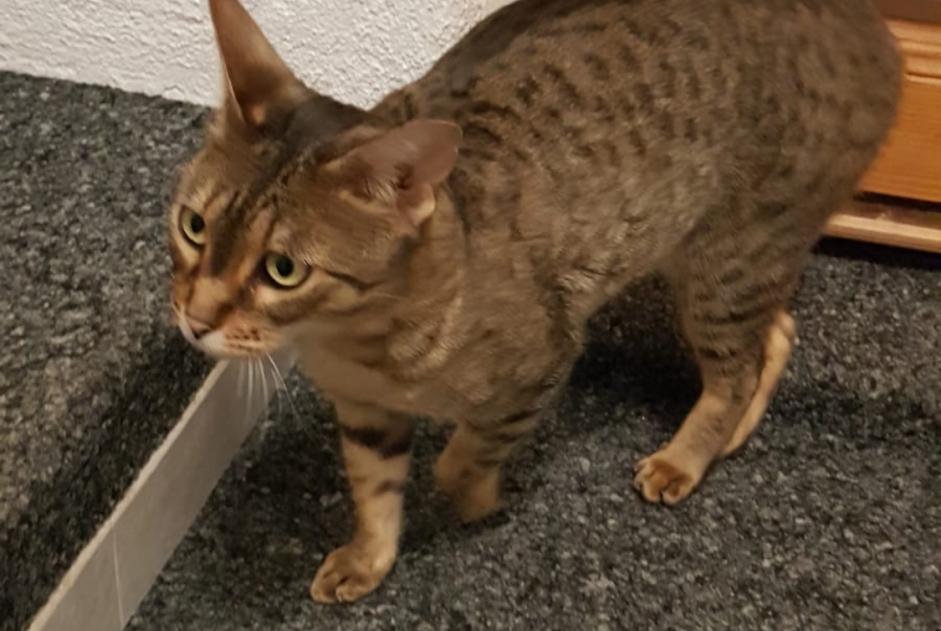 Alerta de Desaparición Gato  Hembra , 5 años Veyrier Suiza