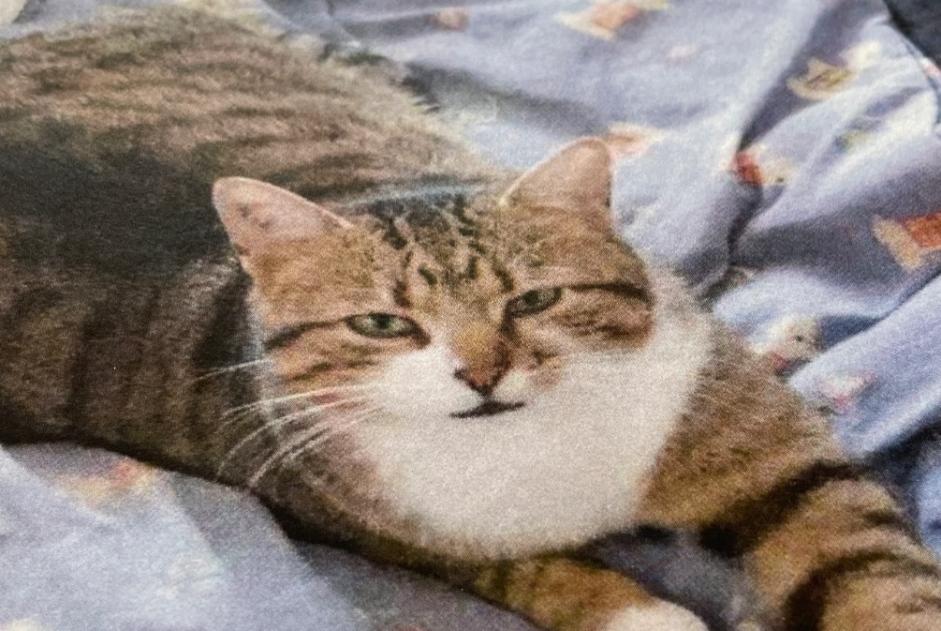 Alerta de Desaparición Gato Macho , 5 años Saint-Cézaire-sur-Siagne Francia