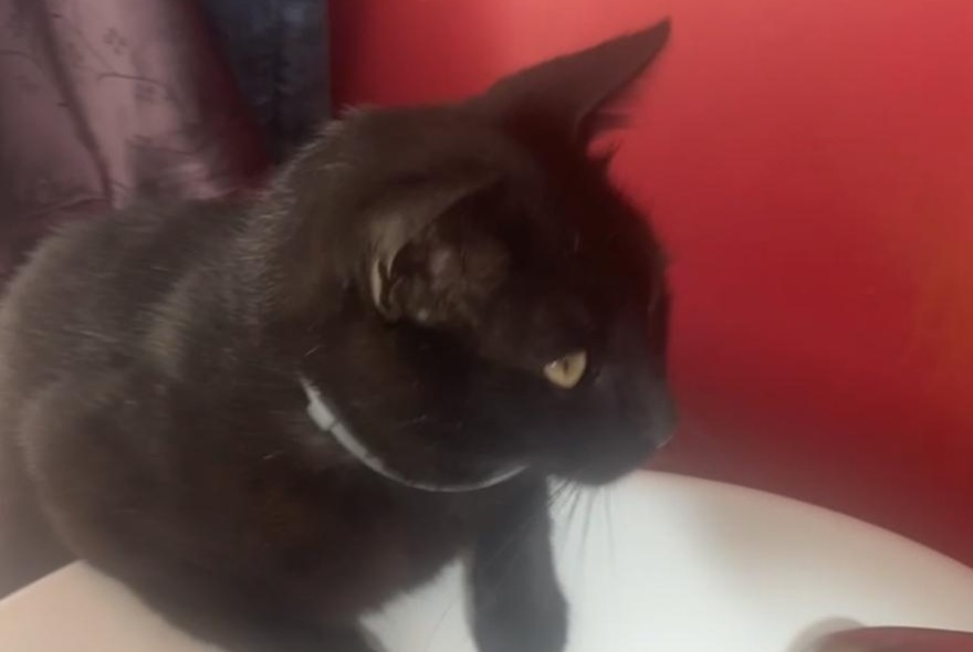 Alerta de Desaparición Gato  Macho , 7 años Asse Bélgica