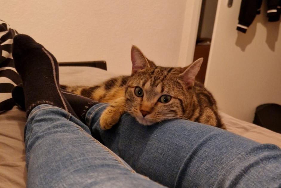 Alerta de Desaparición Gato Macho , 2 años Troistorrents Suiza