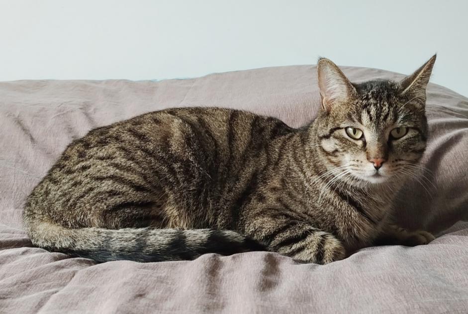 Alerta de Desaparición Gato Macho , 2 años Margaux-Cantenac Francia