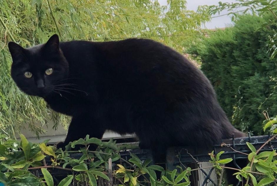 Alerta de Desaparición Gato Hembra , 6 años Saint-Médard-en-Jalles Francia