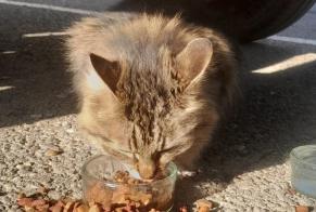 Alerta de Hallazgo Gato Desconocido Nîmes Francia