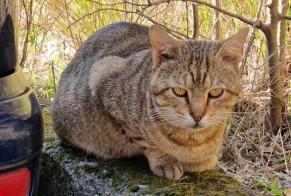 Alerta de Hallazgo Gato cruce Macho Genova Italia