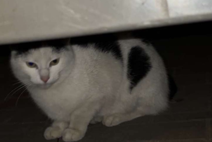 Alerta de Hallazgo Gato Desconocido , Entre 9 y 12 meses Molenbeek-Saint-Jean Bélgica