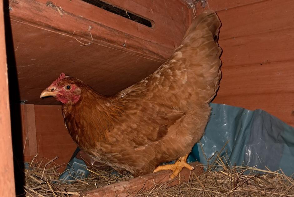 Alerta de Hallazgo Otros Poule Desconocido Laloubère Francia