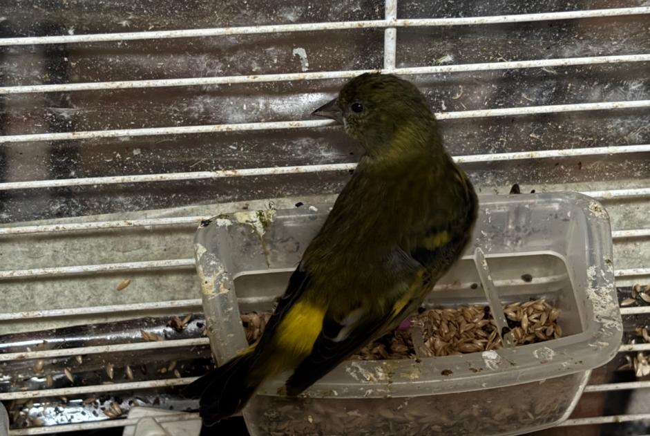 Alerta de Hallazgo Pájaro Desconocido Schaerbeek Bélgica