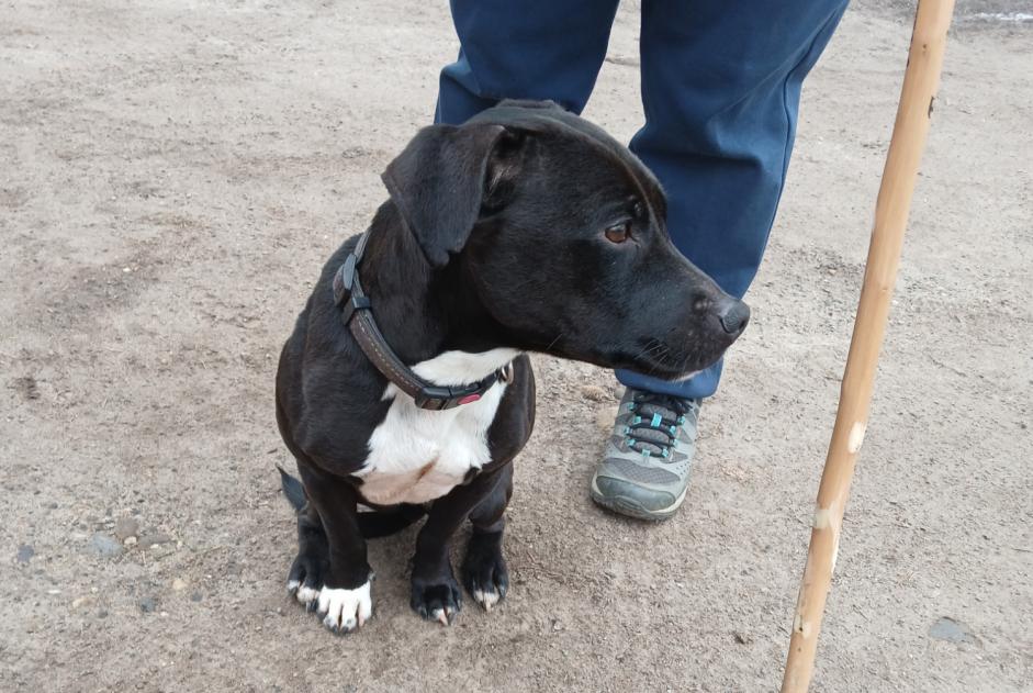 Alerta de Hallazgo Perro Desconocido Vaugneray Francia