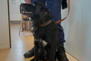 Alerta de Hallazgo Perro  Macho , 8 años Châtillon-Coligny Francia