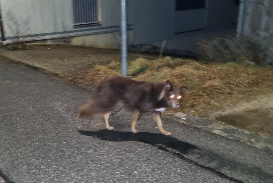 Alerta de Hallazgo Perro Desconocido Valbirse Suiza