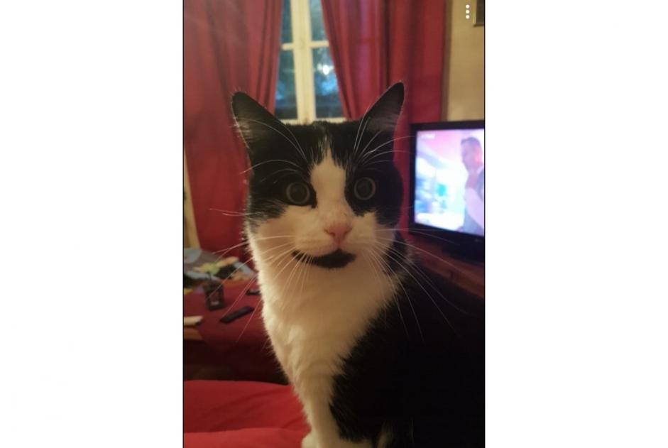 Alerte Disparition Chat Mâle , 11 ans Saint-Germain-la-Blanche-Herbe France