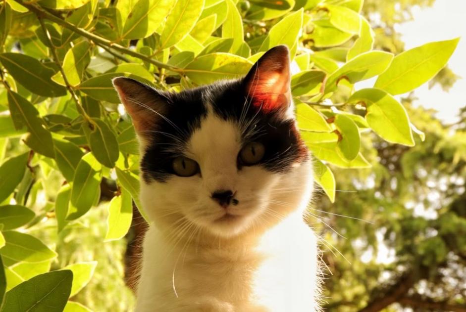 Alerte Disparition Chat Femelle , 9 ans Orléans France