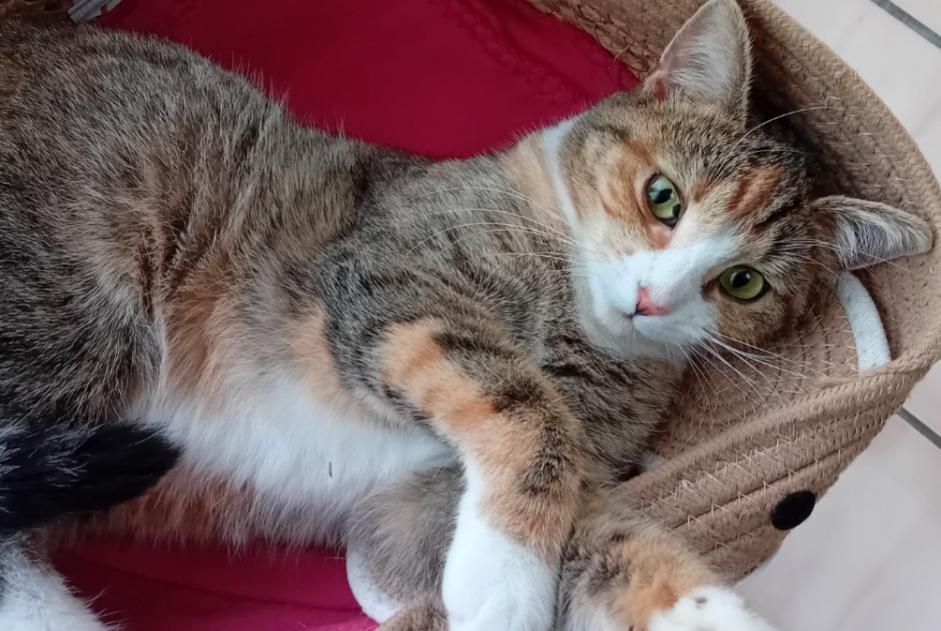 Alerte Disparition Chat croisement Femelle , 2 ans Verviers Belgique