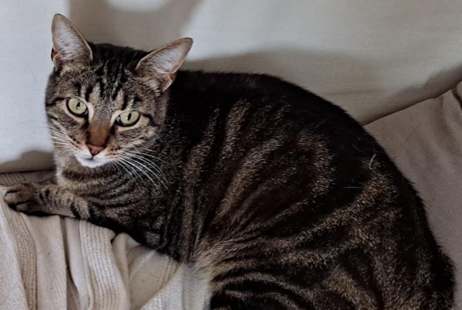 Alerte Disparition Chat  Femelle , 7 ans Richardménil France